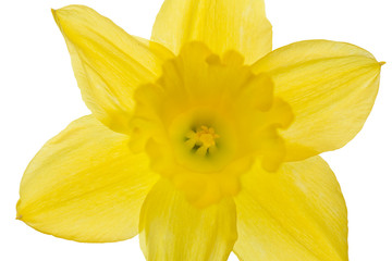 Narzissen auf weißem Hintergrund