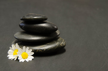 Fototapeta na wymiar Spa arrangement with black stones and white daisies on a black background