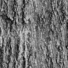 Texture bark shape with seamless background. - obrazy, fototapety, plakaty