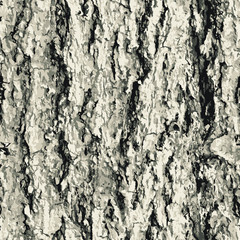 Texture bark shape with seamless background.