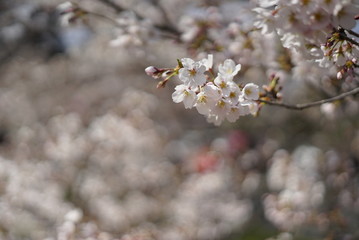 Fototapeta premium 桜