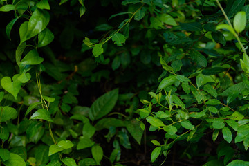 Fototapeta premium Green trees and leaf greenery