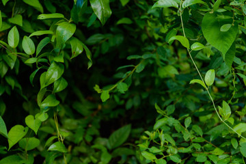 Green trees and leaf greenery