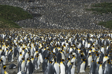 King penguins colony at South Georgia