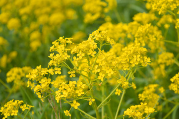 yellow wild flowers on field