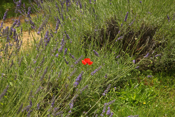 Poppy in lavender