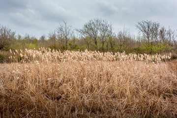 Pampas grass landscape in early spring, nature
