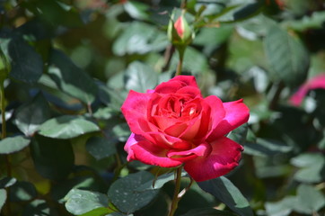 rose