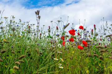 Beautiful flowering Spring Meadow
