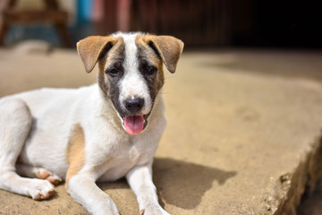 Young cute puppy