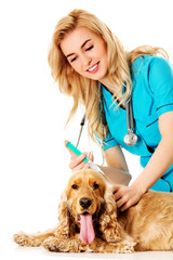 Young female veterinarian holding english cocker spaniel and doing an injection