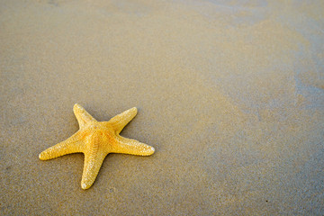 Starfish on the beach on a sunny day