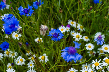 A field of wild colourful country flowers and plants