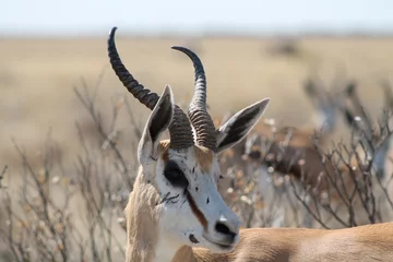 Keuken foto achterwand Antilope Gazelle
