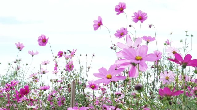 beautiful flower field cosmos pink flowers swaying