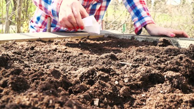 junge frau s&auml;t rucola im hochbeet an