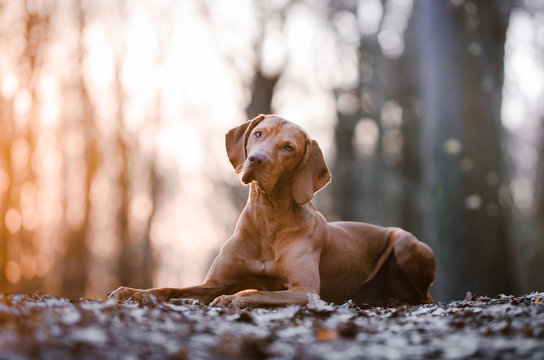 Portrait of hungarian vizsla hunter dog