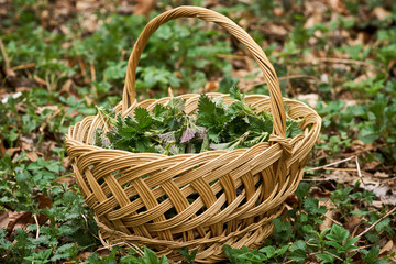 Fototapeta na wymiar Basket of nettles on forest floor