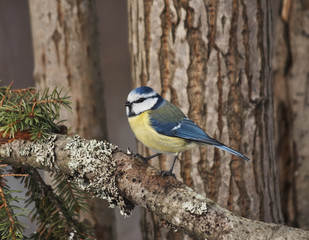 beautiful tit on a twig
