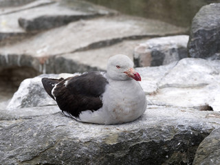 Dolphin Gull, Larus scoresbii is smaller gull, Sea Lion Island, Falkland Islands / Malvinas