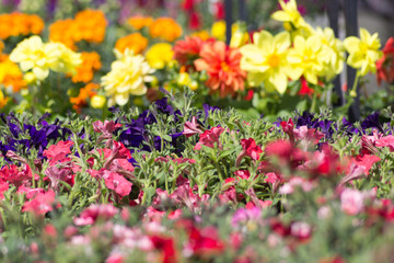 Bunter Frühling