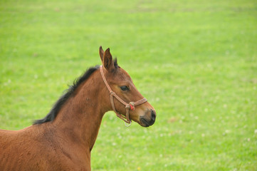 Obraz premium サラブレッド