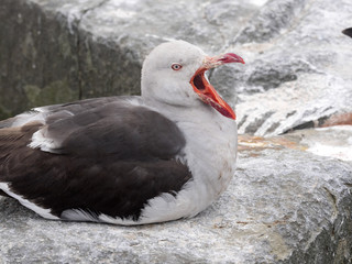 Dolphin Gull, Larus scoresbii is smaller gull, Sea Lion Island, Falkland Islands / Malvinas