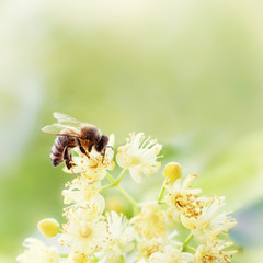 Honey bee pollinate yellow flower, beauty filter