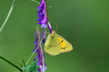 Clouded Yellow, Colias crocea, Beautiful yellow butterfly on wildflower