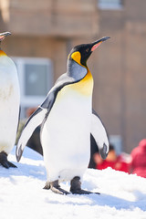 Obraz premium 雪の上のキングペンギン 