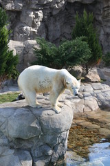 Polar bear
