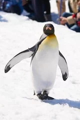 Muurstickers 雪の上のキングペンギン   © yuji_to