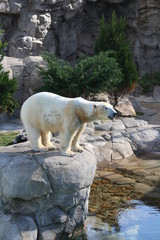 Polar bear