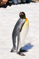 雪の上のキングペンギン
