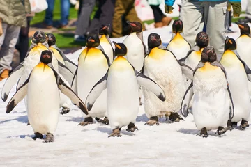 Papier Peint photo Pingouin キングペンギンの散歩  