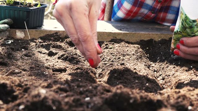 junge frau s&auml;t rucola im hochbeet an