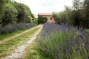 casa nella lavanda