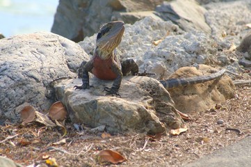 Water Dragon Lizard