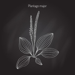 Great plantain. Plantago major - medicinal plant © foxyliam