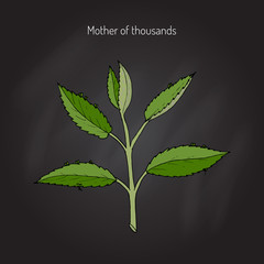 Bryophyllum daigremontianum, or Mother of Thousands