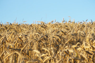 Fototapeta na wymiar A wheat field