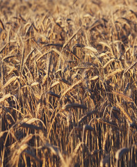 A wheat field in sunlight.