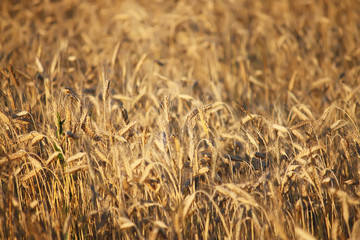 A wheat field