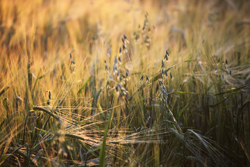 A wheat field