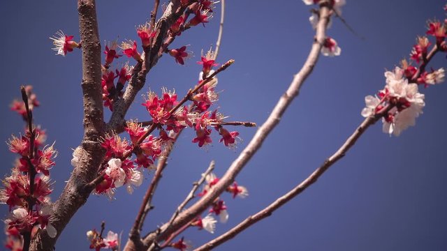White plum tree blossom branch in the orchard, nature in springtime and agriculture