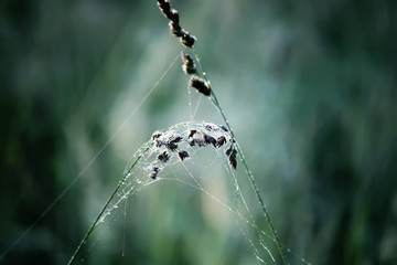 Wet grass at the morning on the meadow. Vintage toned photo.
