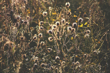 Wet grass at the morning on the meadow. Vintage toned photo.