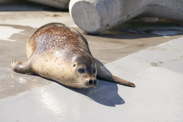動物園のゴマフアザラシ