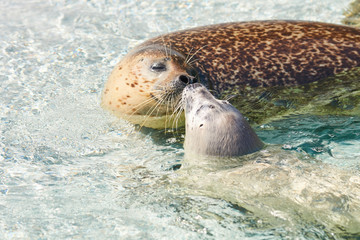 キスしている様なゴマフアザラシの親子 © yuji_to