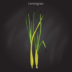 Lemongrass medicinal plant